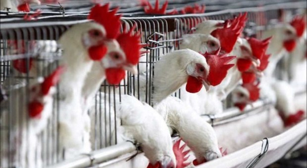 Allarme aviaria in due allevamenti industriali di marchi noti: oltre 50mila capi abbattuti