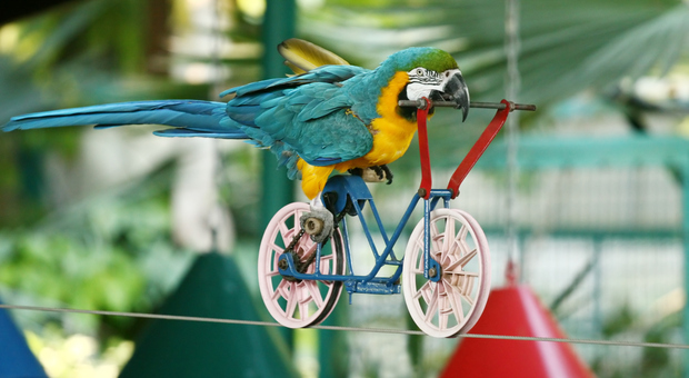 Sensibili e socievoli: ecco gli errori da non fare per avere cura dei pappagalli di lunga vita