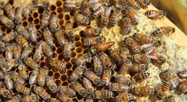 Tolentino, crolla il laboratorio del miele Quaranta milioni di api "senza lavoro"