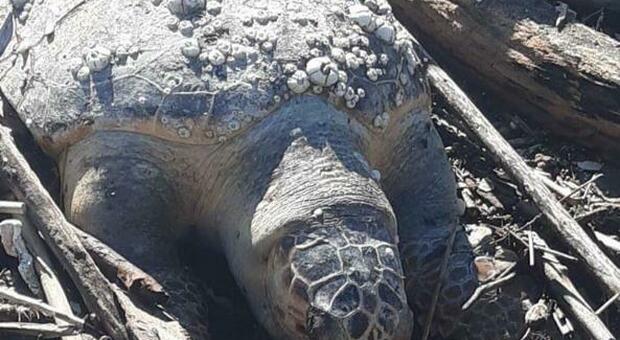 Tartaruga senza vita a Baia Domizia: è morta dove aveva deposto le uova