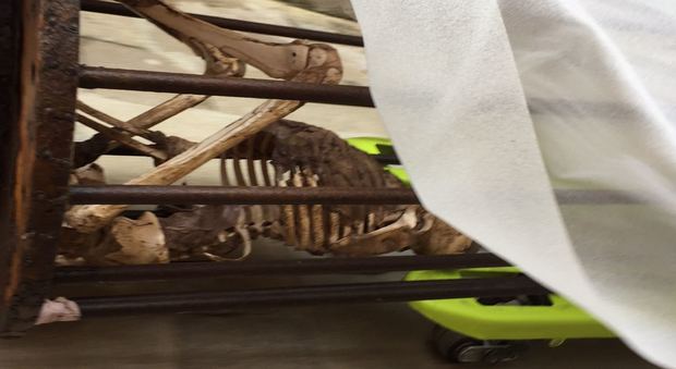 Venezia, scheletro in Canal Grande: un piede e un braccio non andranno in mostra