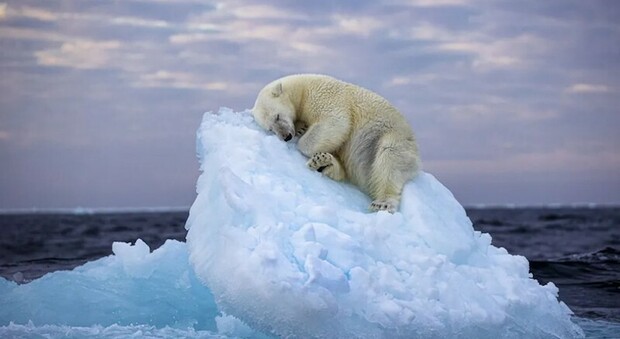 L'impressionante foto dell'orso polare che dorme su un iceberg ha vinto il premio fotografico People's Choice Award Wildlife