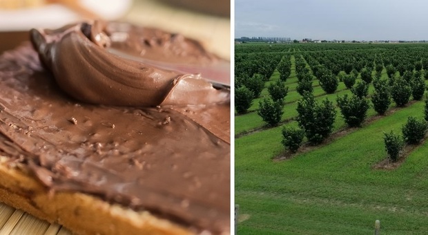 Nutella, le nocciole per produrre la famosa crema arrivano da Eraclea - Foto di Mario Cvitkovic da Pixabay