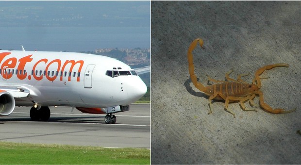 Regno Unito, scorpione tra i sedili: panico su un volo EasyJet. Passeggeri a terra per 24 ore