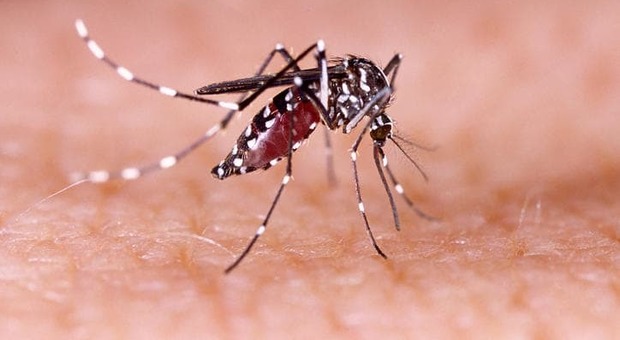 Caso sospetto di febbre dengue, avviata urgente disinfestazione. Scatta l'allarme