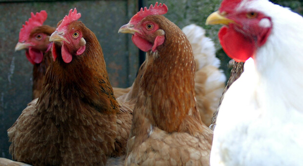 Ladri affamati rubano tre galline. Una si salva, era andata a deporre le uova