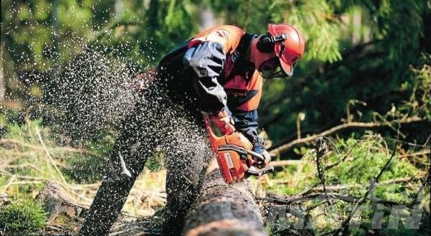 Operai forestali senza stipendio, M5S accusa: «Colpa della Regione»