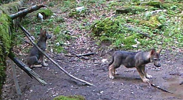 Due cuccioli di lupo immortalati dalle fototrappole dell'Associazione naturalistica Lorenzoni