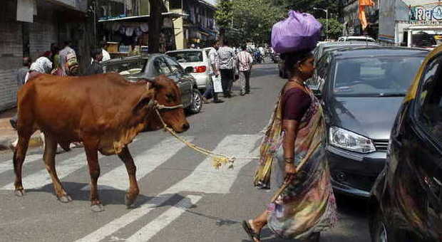 Una donna con la mucca al guinzaglio a Mumbai
