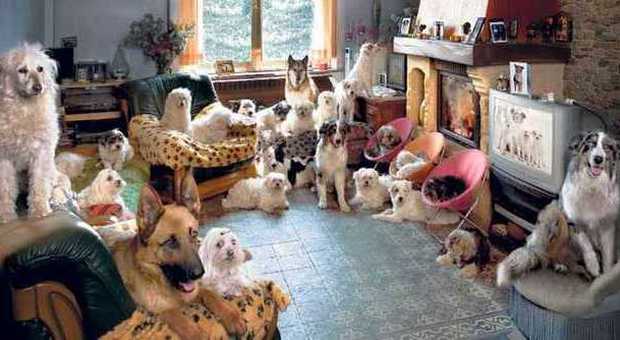 Troppi cani in appartamento: 900 euro di multa per i proprietari