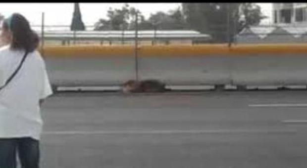 Il video Guarda che coraggio: attraversa l'autostrada a piedi per salvare...