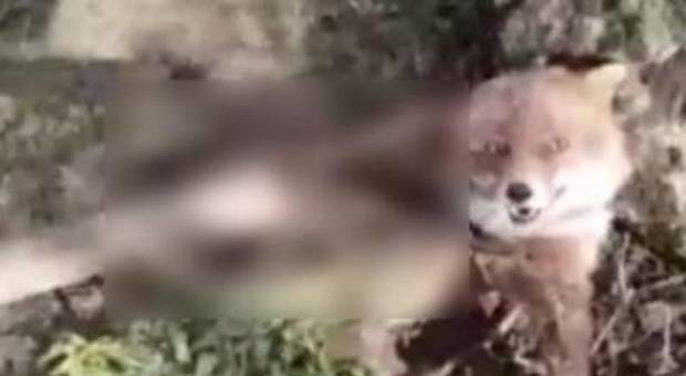 Pastore uccide una volpe col forcone e pubblica il video. Poi le scuse: «Sono pentito»