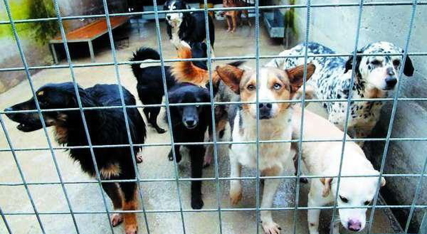 ABBANDONATI Il canile abusivo di Ca’ Rainati è stato chiuso e ora sono una cinquantina gli animali di compagnia che cercano una nuova famiglia (foto d’archivo)