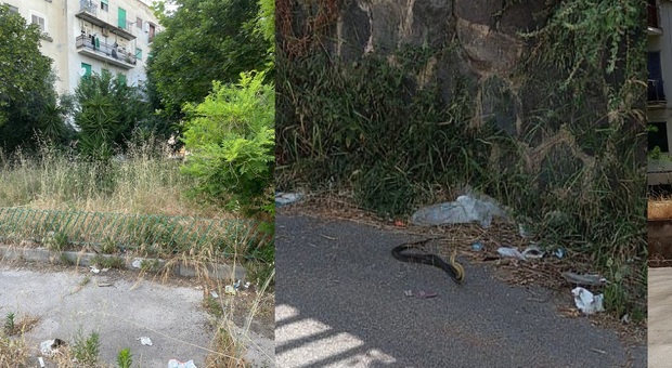 Napoli Est, dal verde abbandonato spunta un serpente: sos dei residenti di Poggioreale