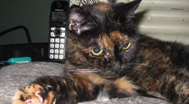 Il gatto più vecchio del mondo ha 27 anni e vive a San Diego: festa di compleanno per Tiffany Two