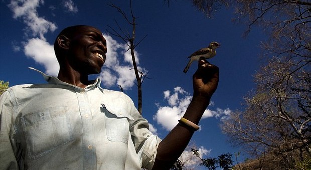 I cacciatori di miele che "parlano" con gli uccelli: in Mozambico la strana alleanza tra uomini e volatili