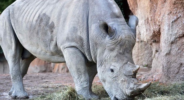 Rinoceronte nero muore dopo prelievo del seme: la specie è a serio rischio estinzione
