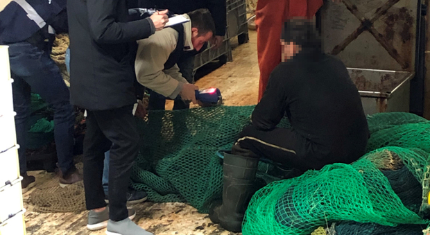 Sequestrati oltre 250 chili di prodotti ittici lungo tutta la costa marchigiana