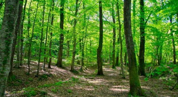 Buona gestione dei boschi per la salute delle Marche