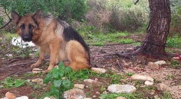 Cane legato e abbandonato all'inferriata del comando di Polizia Locale: salvato dai vigili
