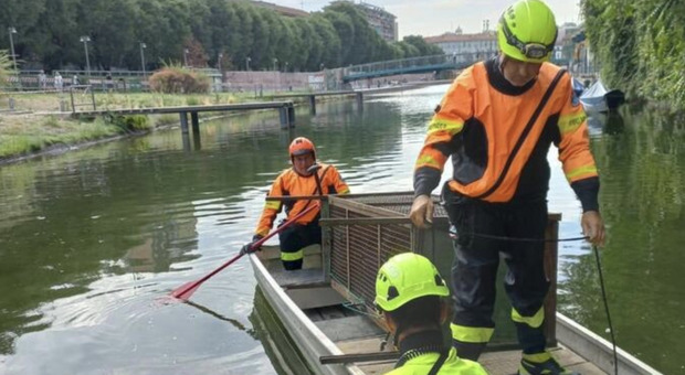 Milano, una gabbia per catturare il cinghiale “nuotatore”: si sono perse le sue tracce