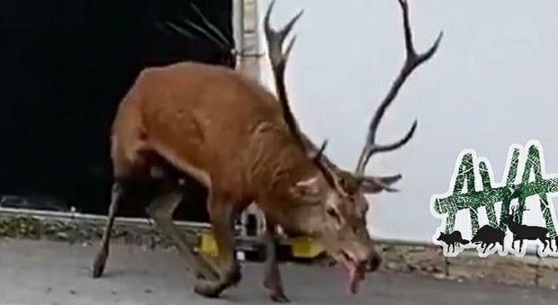 Il cervo stremato, braccato dai cacciatori in centro città. (immag e video pubbl su Fb da AVA France)