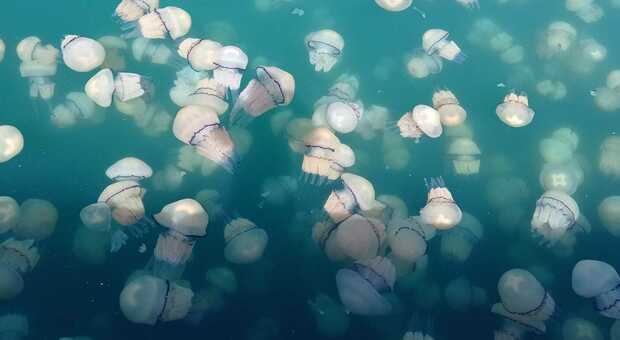 Invasione di meduse nel golfo di Trieste (foto Sandra Biasutti)