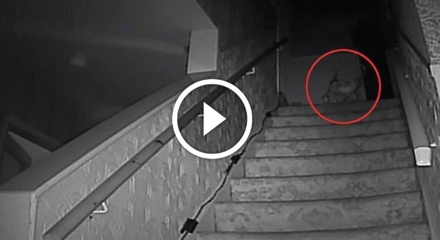 "Un video prova l'esistenza del Monaco Nero": è il fantasma più ricercato e temuto -Guarda
