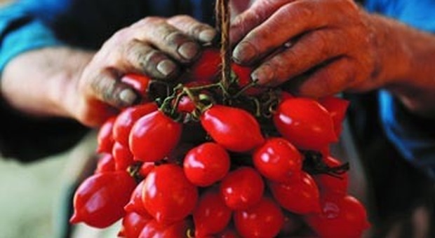 A ruba l’oro rosso del Vesuvio: arrestato ladro di pomodori del Piennolo