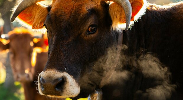 Covid delle mucche, la malattia emorragica epizootica ha ucciso centinaia di bovini in Europa
