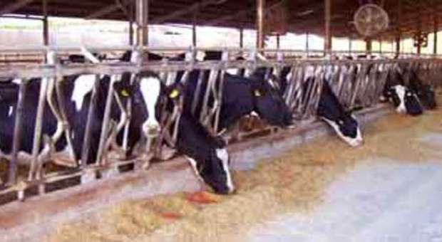 Latte connection, scoperto traffico di farmaci per "gonfiare" i bovini