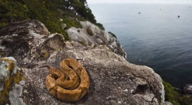Snake Island, ecco l'isola più pericolosa del mondo: Il governo brasiliano vieta l'accesso