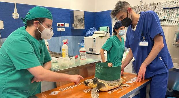 Nuova vita per Cenere ed Hook: in via di guarigione le due tartarughe ferite e in cura a Spresiano
