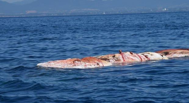 Ladispoli, balenottera morta impigliata in una rete e trainata a riva FOTO