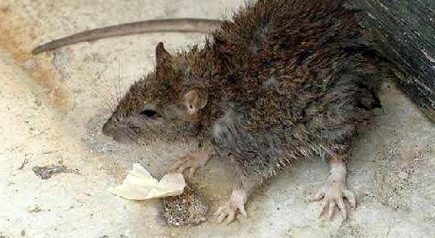 Longarone invasa dai topi: carcasse lungo le strade... colpa dell'inverno troppo mite