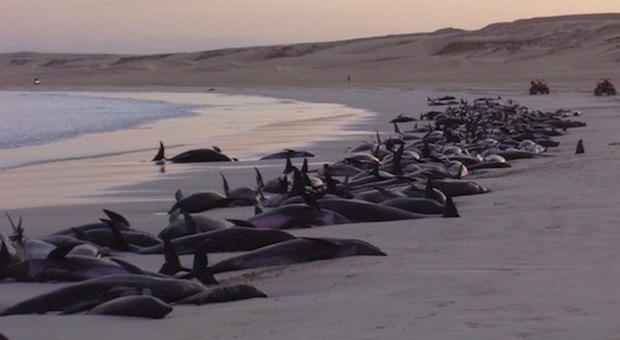 Strage di delfini in Usa: morti per il morbillo