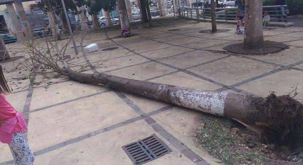 Raffiche di vento a Napoli: alberi abbattuti a Fuorigrotta