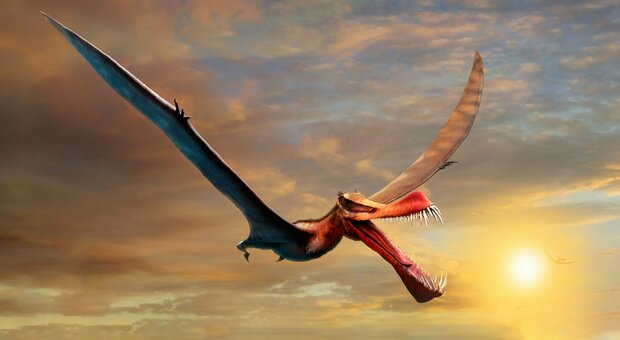 Il "drago" che volava sull'Australia 105 milioni di anni fa