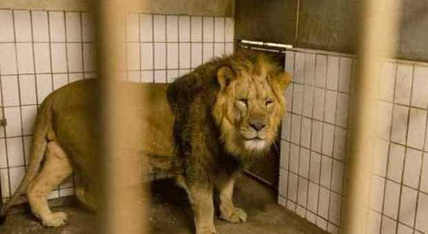 Danimarca, lo zoo vuole fare a pezzi un leone davanti ai bambini