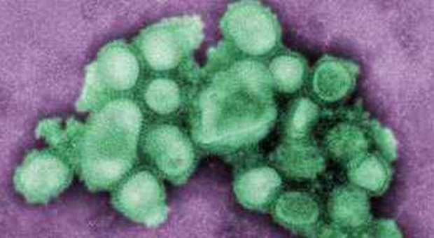 Il virus dell'influenza suina (foto CDC, Goldsmith e Balish /Ap)
