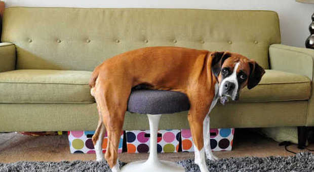 Ogni posto è buono per il riposino del cane: la fotogallery fa sorridere il web