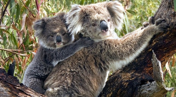 Australia, centinaia di koala potrebbero essere morti a causa di un incendio in Australia