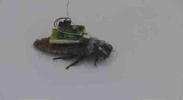 Lo scarafaggio cyborg salverà vite umane con un microcomputer