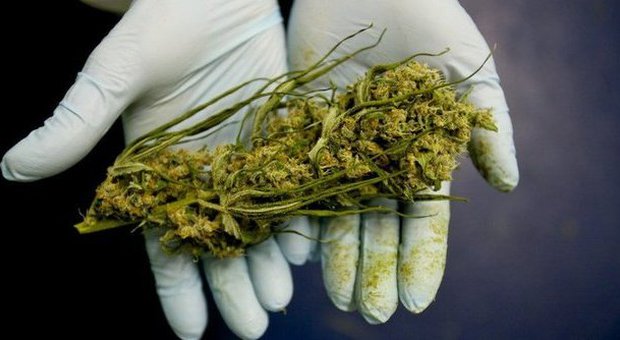 Allarme cannabis, aumenta il consumo tra gli adolescenti: quasi uno su quattro fuma erba