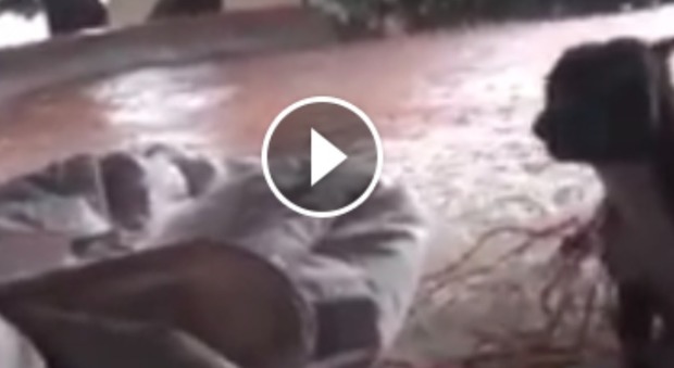 La cagnolina abbandonata trema di paura: il video è virale