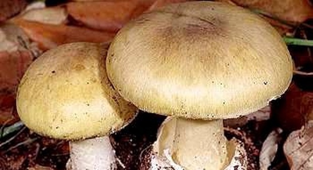 Monza, funghi velenosi scambiati per porcini: 79enne muore, grave la moglie