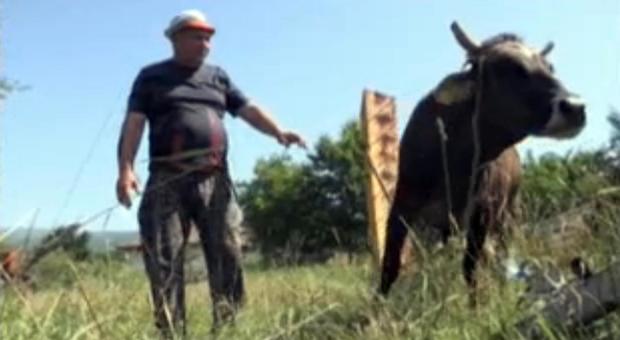 Bulgaria, la mucca Penka può tornare in Europa, non sarà abbattuta