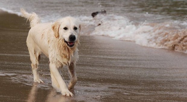 Niente cani in spiaggia: gli animalisti trascinano il Comune al Tar