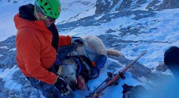 Cane insegue una pernice e ruzzola fra neve e rocce per 500 metri