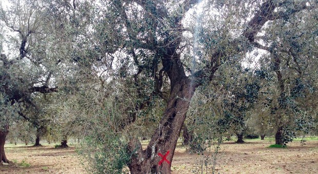 Xylella, milioni olivi colpiti, 350 esperti cercano rimedio